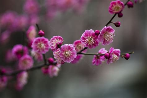 紅梅花開